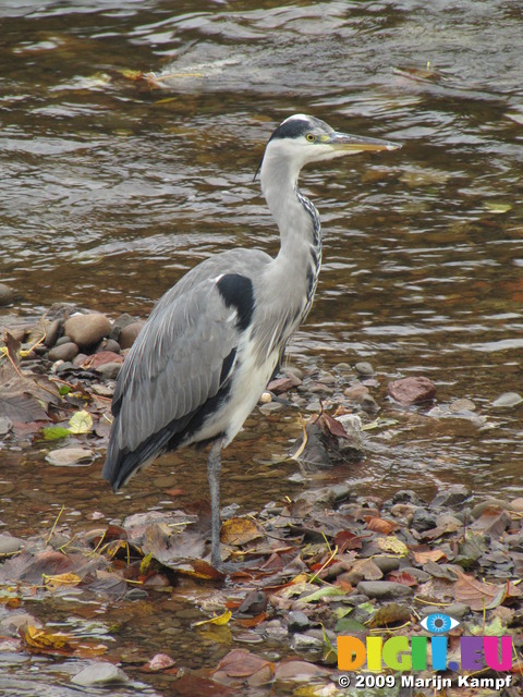 SX10364 Grey Heron (Ardea cinerea) at Blackweir, Cahtays Park, Cardiff